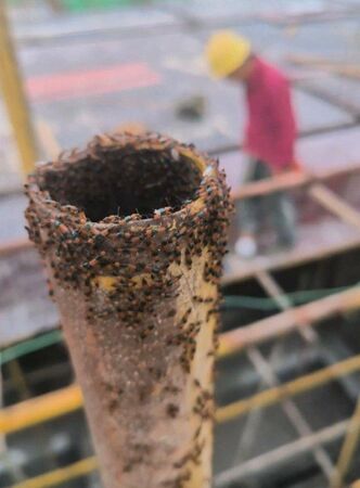 ▲河南隱翅蟲大量出沒。（圖／翻攝極目新聞）