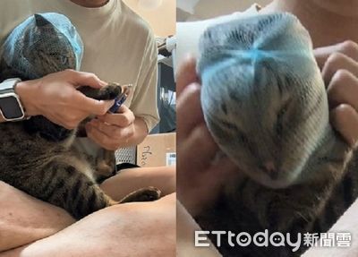 虎斑貓「濾水袋套頭」剪指甲超氣 臉擠變形堅持要啃奴才手