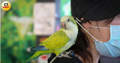小姐的鳥不見了　北市動保處「搶出養」疑有內幕