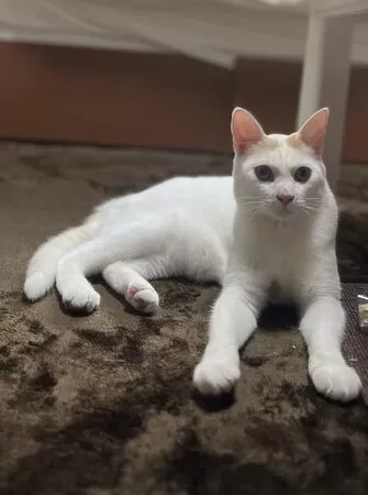 ▲。（圖／翻攝自X／@sasukotehaku）