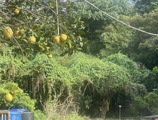 ▲中年男子失蹤14月在自家果園成枯骨，快樂天堂基金會助喪葬事宜。（圖／縣議員張雪如提供）
