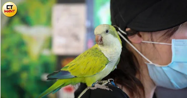 台北葉小姐心愛的鸚鵡「哇沙米」4月不小心飛走了，儘管立刻通報了動保處，但民眾拾獲鸚鵡歸還動保處後，卻仍遭動保處媒合「出養」。葉小姐憂心，是否有盜寵集團鎖定動保處消息，加上北市府把關出紕漏，專門把走失寵物「拐」走。（圖／劉耿豪攝）