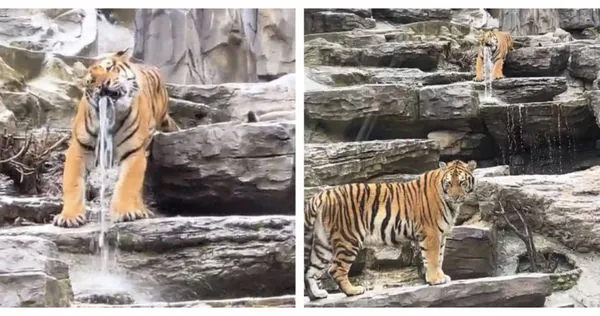 「水管虎」一動也不動，嚇壞遊客還笑翻網友。（圖／翻攝自微博）