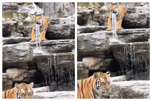 像般定格的「水管虎」意外爆紅，成動物園最新人氣王。（圖／翻攝自微博）