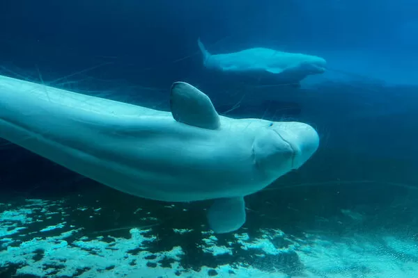 ▲▼加拿大安大略省海洋樂園（Marineland）內的白鯨。（圖／達志影像／美聯社）