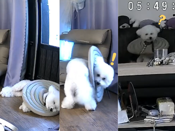 ▲窗簾飄動「碰到屁股」躺地睡翻被嚇醒　比熊一臉問號：誰在摸我？（圖／Threads @xuxi0814提供，請勿隨意翻拍，以免侵權。）