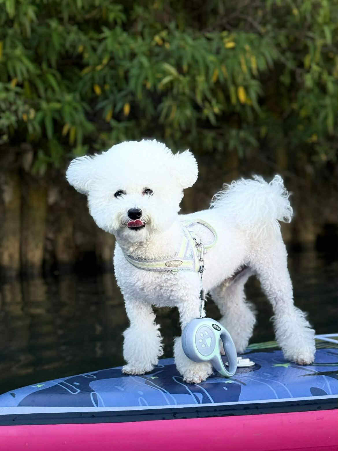 ▲窗簾飄動「碰到屁股」躺地睡翻被嚇醒　比熊一臉問號：誰在摸我？（圖／Threads @xuxi0814提供，請勿隨意翻拍，以免侵權。）