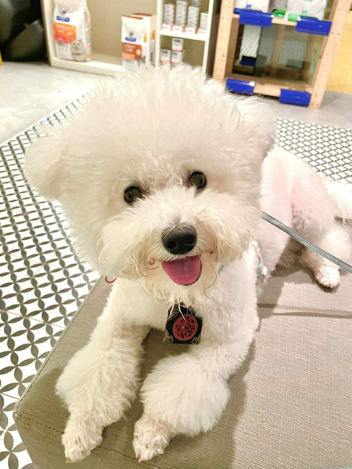 ▲窗簾飄動「碰到屁股」躺地睡翻被嚇醒　比熊一臉問號：誰在摸我？（圖／Threads @xuxi0814提供，請勿隨意翻拍，以免侵權。）