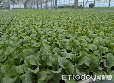 高麗菜連40天「紅燈警戒」價格恐崩盤 農糧署:種太多了