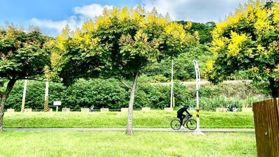 秋季必追絕美黃金雨　新北河濱台灣欒樹燦爛換裝