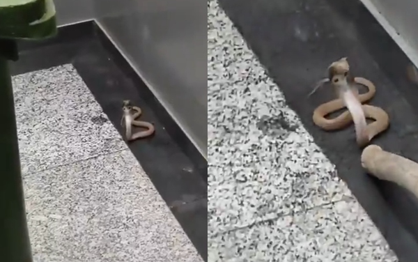 眼鏡蛇闖進住宅大樓　住戶開電梯門驚見「抬頭劇毒蛇」嚇壞急逃。（圖／翻攝自X）