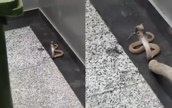 眼鏡蛇闖進住宅大樓　住戶開電梯門驚見「抬頭劇毒蛇」嚇壞急逃。（圖／翻攝自X）