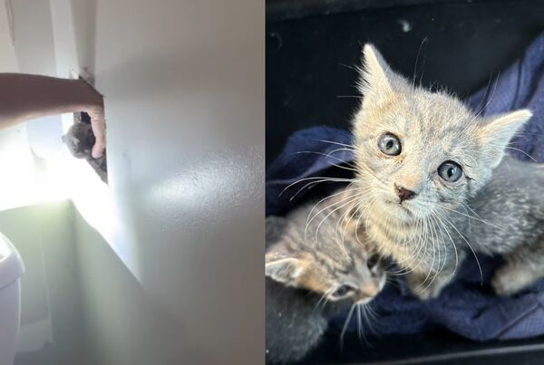 女在新家廁所聽淒厲嚎叫聲嚇壞　破牆救出「2隻毛寶貝」畫面曝。（圖／翻攝自Facebook／Kirkland Foundation）