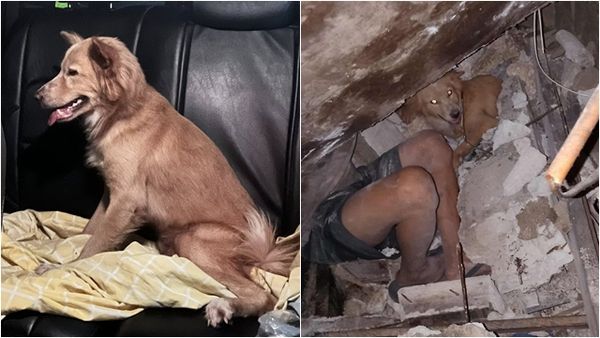 ▲▼6.9強震！牆垮瞬間「勇犬肉身護主」　不惜受傷擋瓦礫。（圖／翻攝臉書Hope for Strays）