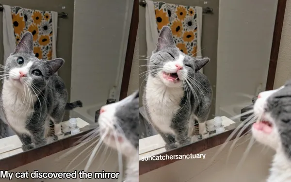 覺得自己太好看！收容所萌貓「愛上照鏡子」　陶醉表情包爆紅。（圖／翻攝自Instagram／suncatchersanctuary）