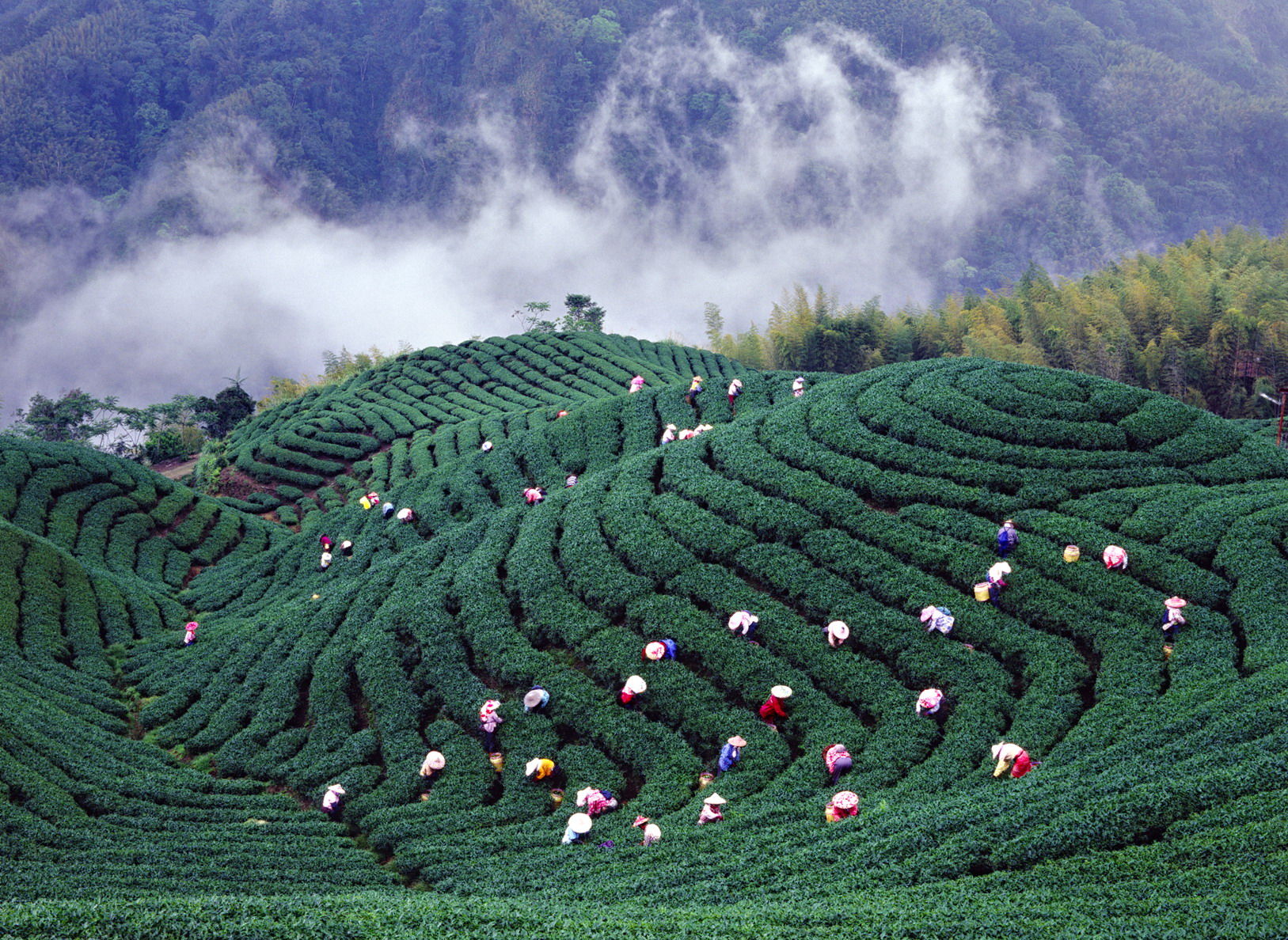 ▲▼連假出遊免開車！搭「台灣好行」玩南投　賞瀑、泡茶、探吊橋一日全收。（圖／南投縣政府）