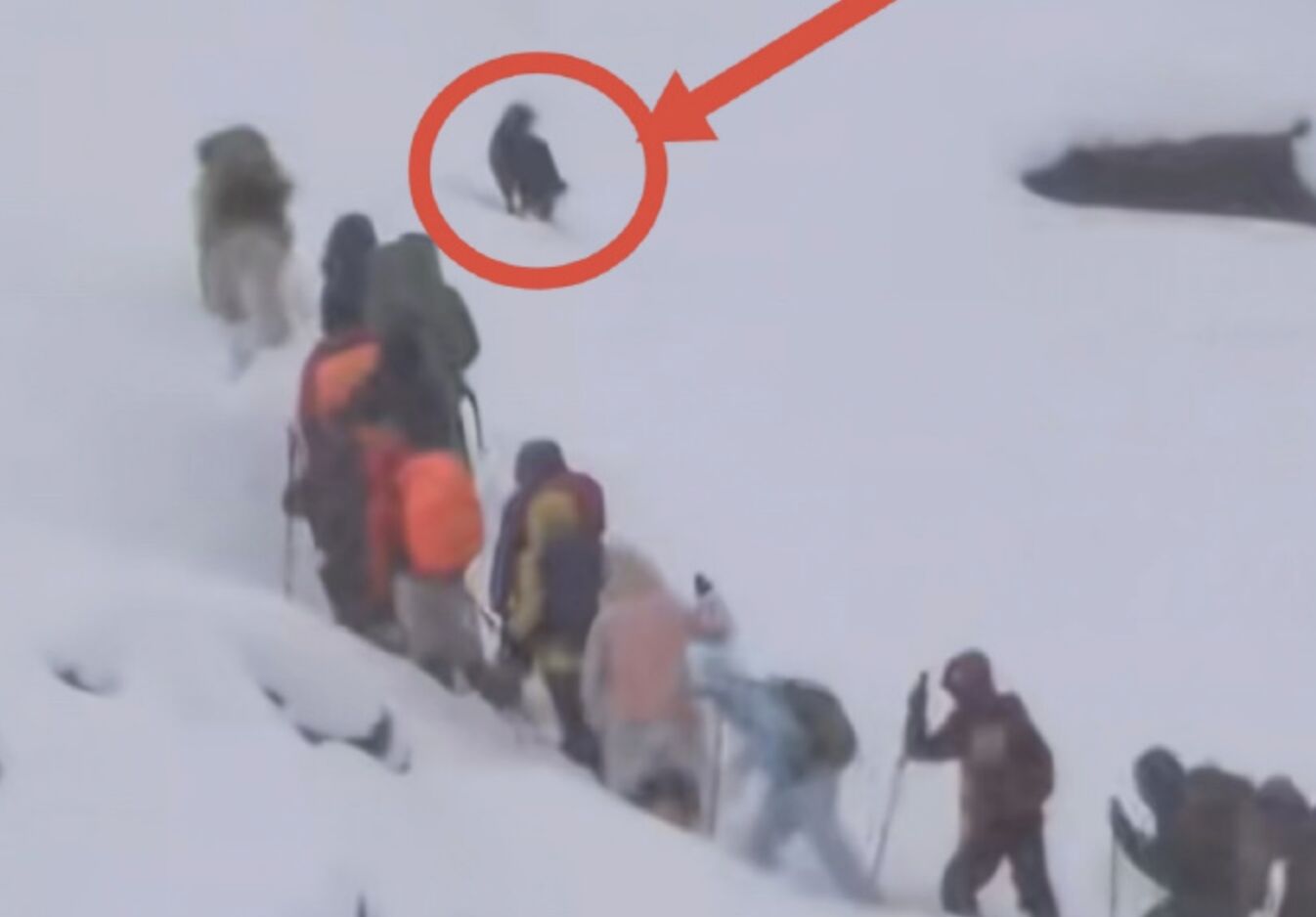 ▲老嚮導一人一狗帶著上百名登山客脫離珠峰暴雪險地安全撤離。（圖／翻攝微博）
