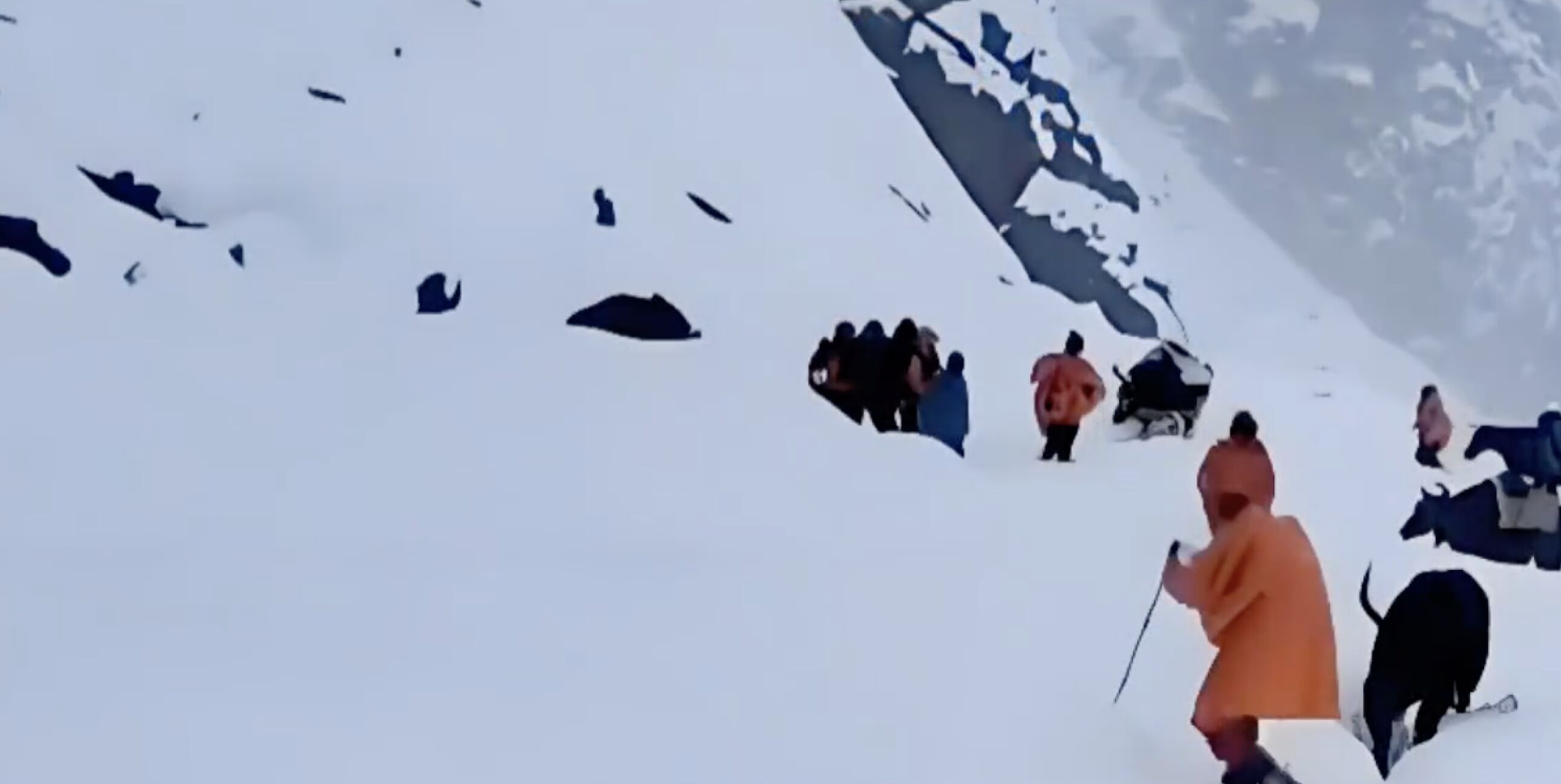 ▲老嚮導一人一狗帶著上百名登山客脫離珠峰暴雪險地安全撤離。（圖／翻攝微博）