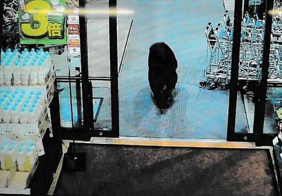 日本黑熊「闖進超市」撲倒顧客！　監視器畫面曝光
