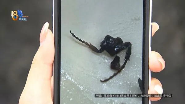 ▲▼大陸女子喝奶茶喝出「昆蟲腿」。（圖／翻攝極目新聞）