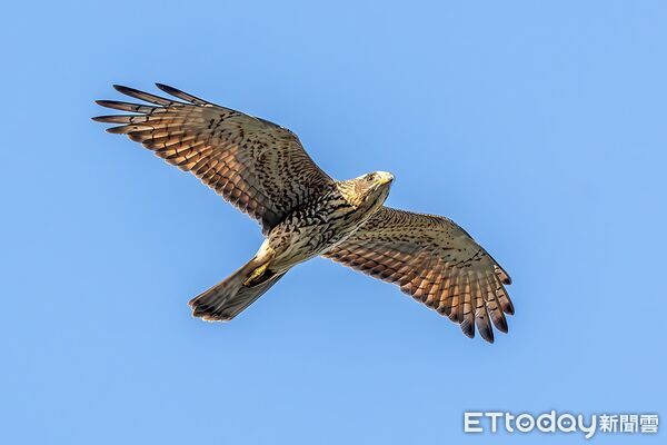 ▲2025琅嶠鷹季18日登場。（圖／墾管處提供）