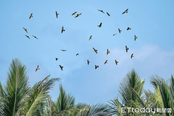 ▲2025琅嶠鷹季18日登場。（圖／墾管處提供）