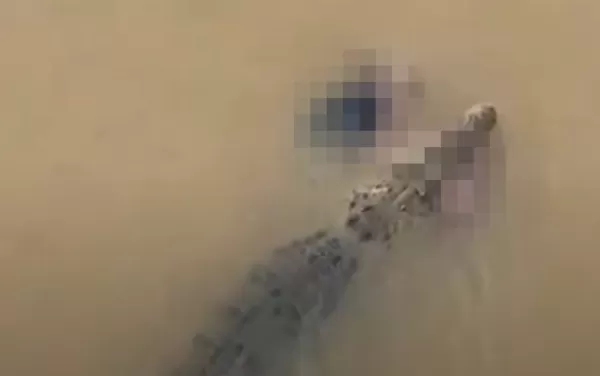 ▲▼　印度巨鱷「咬住婦人」拖入河中。（圖／翻攝自X）