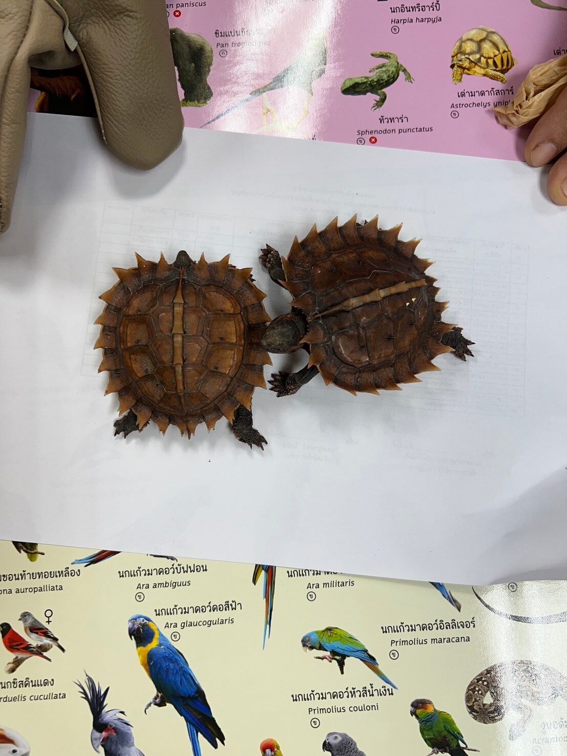 ▲台籍男子曼谷機場「走私活體」當場被逮　8隻保育類動物藏毛衣。（圖／翻攝自กรมอุทยานแห่งชาติ สัตว์ป่า และพันธุ์พืช）