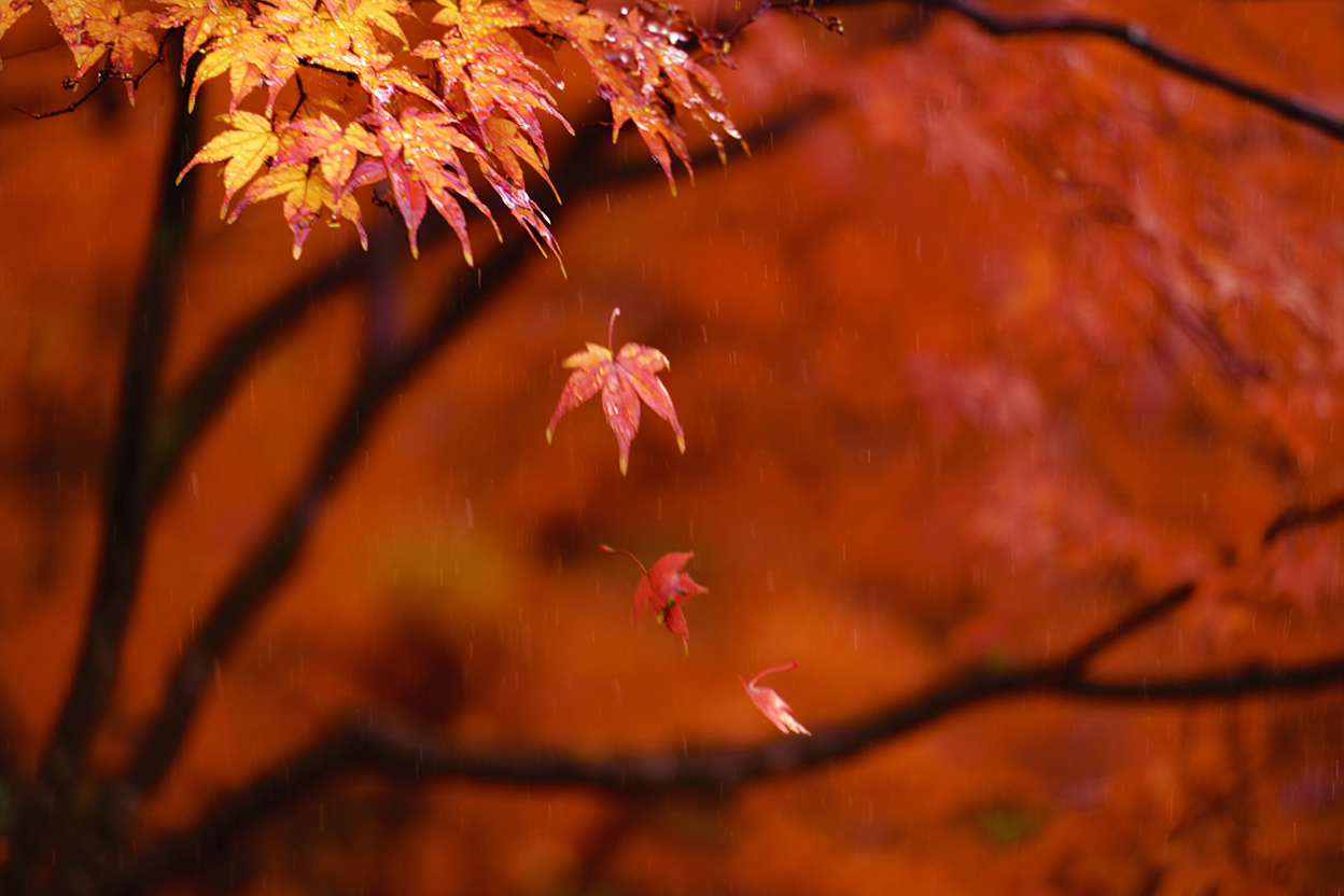 ▲秋天      。（圖／AI製圖）