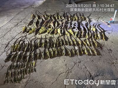 屏東縣規劃6場次綠鬣蜥移除訓練課程 限量800名