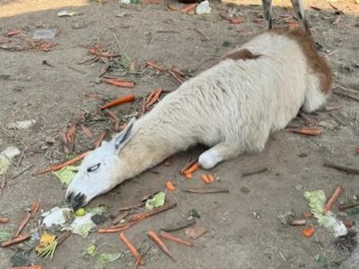 遊客餵太多了! 草泥馬吃撐當場倒地「翻白眼」