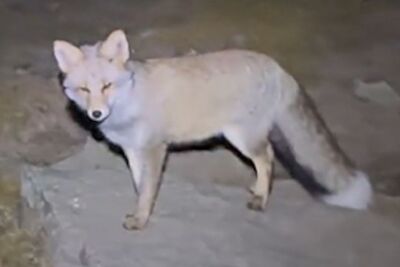 夜困五台山遇「靈狐指路」　專家：多次回頭可能是為討食