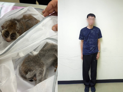 台籍男子曼谷機場「走私活體」當場被逮　8隻保育類動物藏毛衣