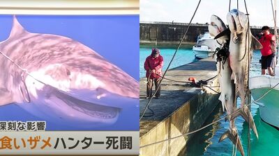 沖繩旅遊注意！宮古島驚現「5m超巨食人鯊」