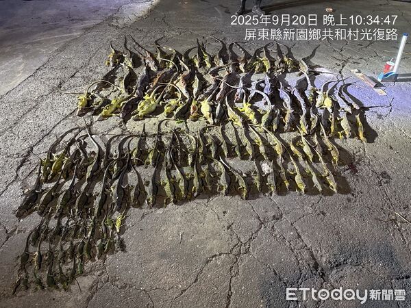 ▲屏東縣綠鬣蜥移除教育訓練，9日起開放報名。（圖／屏東縣政府提供）