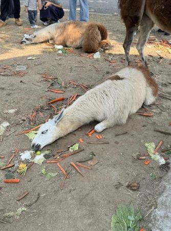 ▲▼大陸動物園的羊駝因遊客瘋狂餵食，導致吃得太飽倒地翻白眼。（圖／翻攝上游新聞）