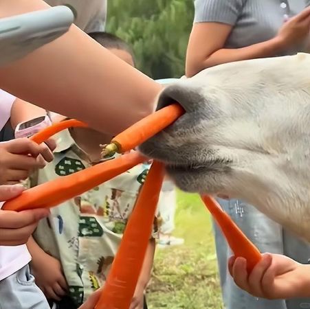 ▲▼大陸動物園的羊駝因遊客瘋狂餵食，導致吃得太飽倒地翻白眼。（圖／翻攝上游新聞）