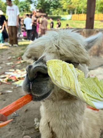 ▲▼大陸動物園的羊駝因遊客瘋狂餵食，導致吃得太飽倒地翻白眼。（圖／翻攝上游新聞）