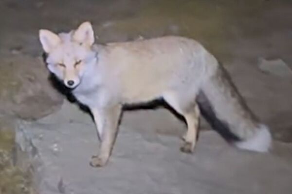 中國山西五台山近日出現一段「靈狐引路」影片，引發網友熱議。（翻攝畫面）