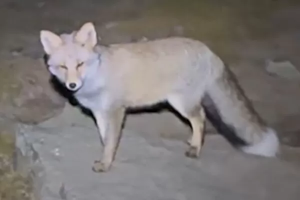 中國山西五台山近日出現一段「靈狐引路」影片，引發網友熱議。（翻攝畫面）