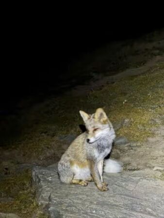 中國山西五台山近日出現一段「靈狐引路」影片，引發網友熱議。（翻攝畫面）