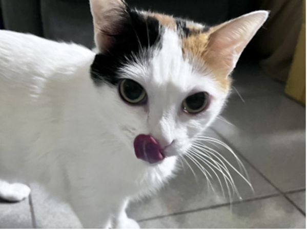 ▲。（圖／慈愛動物醫院提供）