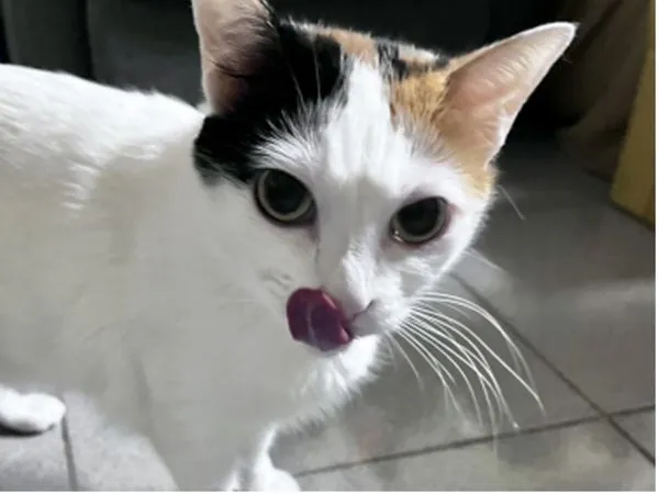 ▲。（圖／慈愛動物醫院提供）