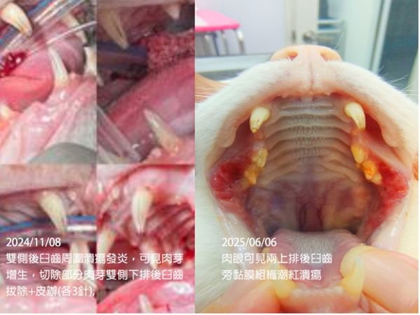 ▲。（圖／慈愛動物醫院提供）