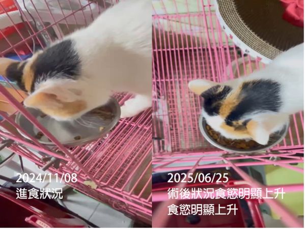 ▲。（圖／慈愛動物醫院提供）