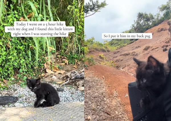 女帶黑拉拉旅行「巧遇親人小貓」　暖放進背包收編：一起回家吧。（圖／翻攝自TikTok／bytarzana）