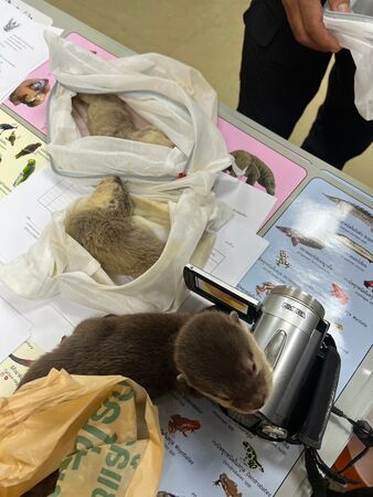 ▲台籍男子曼谷機場「走私活體」當場被逮　8隻保育類動物藏毛衣。（圖／翻攝自กรมอุทยานแห่งชาติ สัตว์ป่า และพันธุ์พืช）