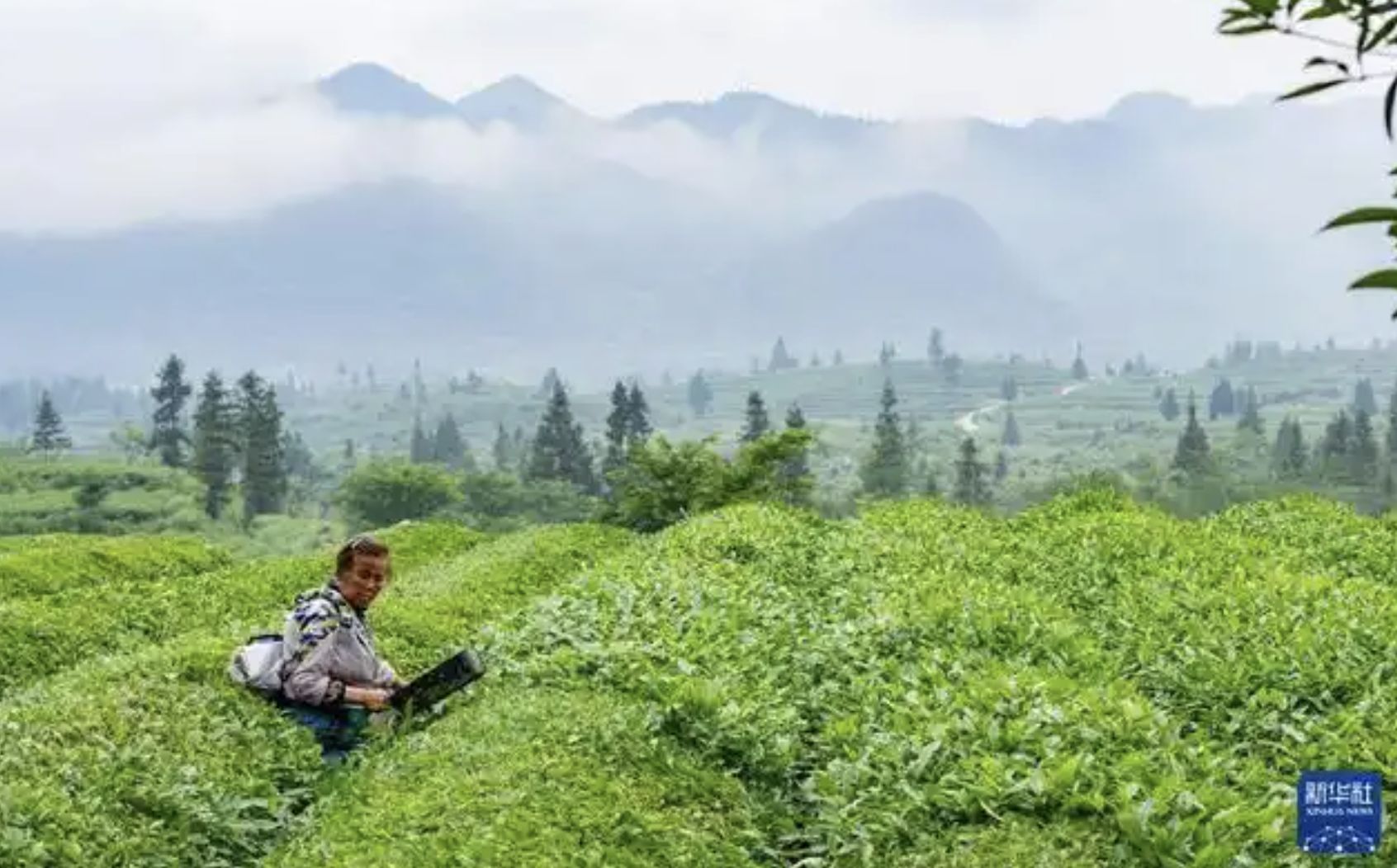 ▲貴州銅仁溪口縣成為全球抹茶出口量第一的小縣城。（圖／翻攝新華社）