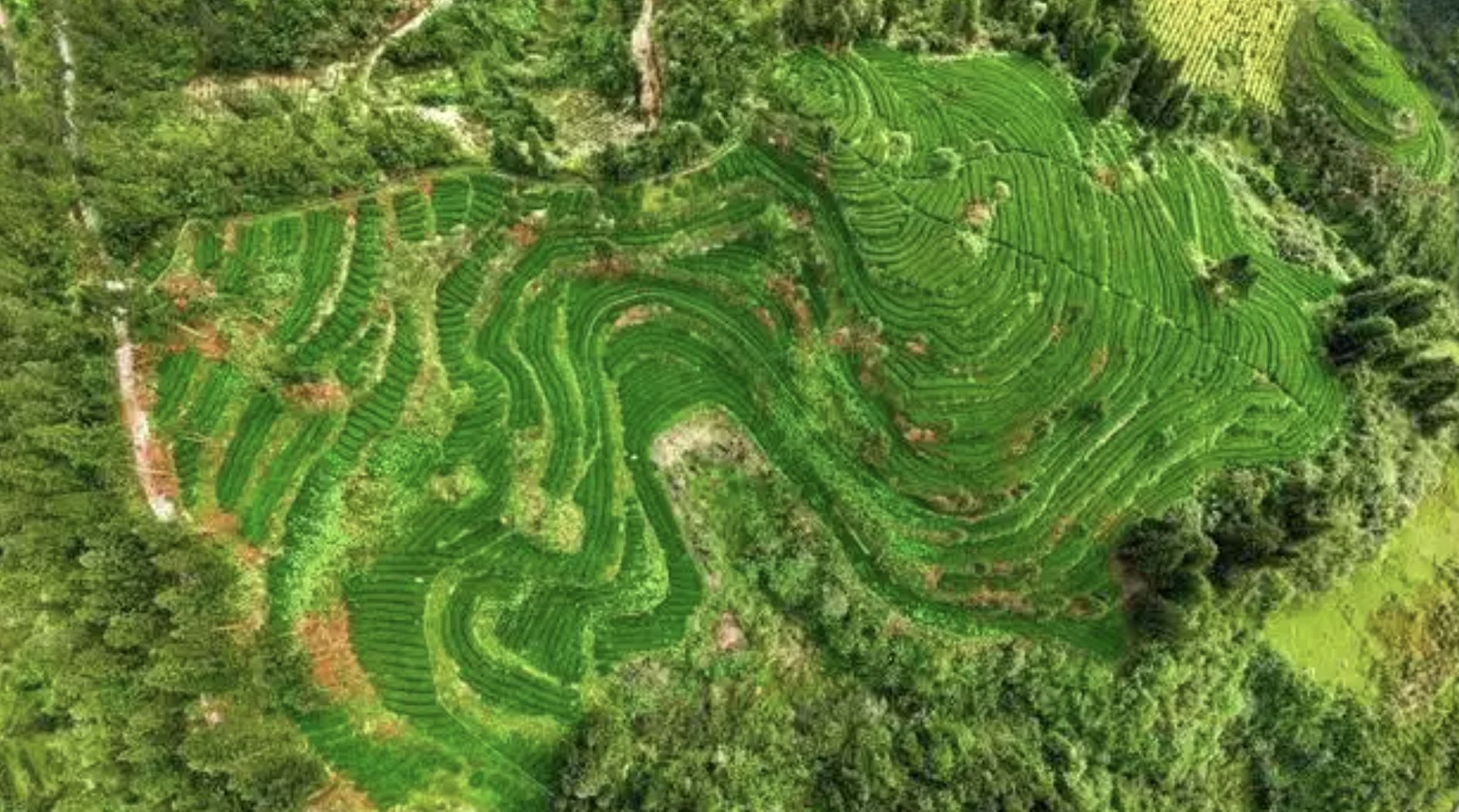 ▲貴州銅仁溪口縣成為全球抹茶出口量第一的小縣城。（圖／翻攝新華社）