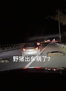 野豬群闖高速公路！　陸男時速105公里直接撞上